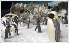 SeaWorld Orlando Attractions